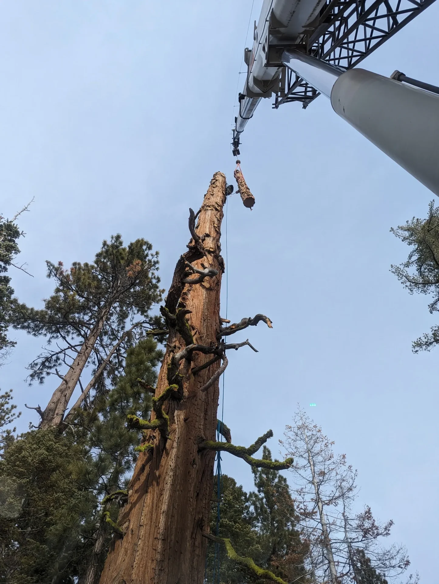 A person is working on the top of a tree.