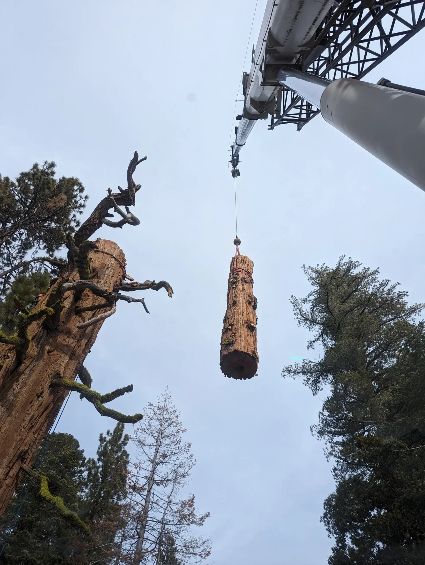 A large tree being cut down by crane.